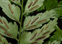 Image result for Asplenium angolense