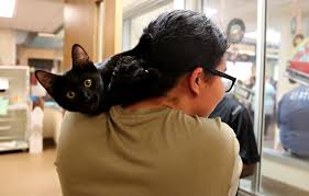 Faithful friends pet rescue & rehoming gainesville, fl click here to read our message regarding covid 19 and its impact on faithful friends. Many Options For Pet Adoptions This Weekend News Gainesville Sun Gainesville Fl
