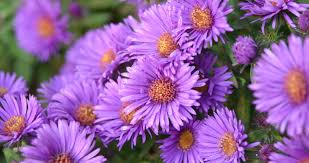 These flower of the month bracelets are made in the usa just like all of our great products. September Flower Of The Month The Aster Midwood Flower Shop Charlotte Florist Delivery Service
