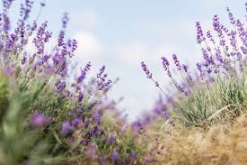 Dry flowers of lavender plant isolated on white. Common Reasons Why Your Lavender Plant Is Wilting The Practical Planter
