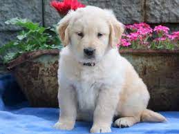 If you are unable to find your golden retriever puppy in our puppy for sale or dog for sale sections, please consider looking thru thousands of golden retriever dogs for adoption. Golden Retriever Puppies For Sale For Sale In Philadelphia Pennsylvania Classified Americanlisted Com