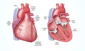 Free Free Heart Valve Svg 644 SVG PNG EPS DXF File