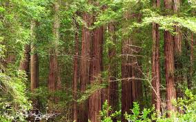 We did not find results for: Mlewallpapers Com Redwood Trees