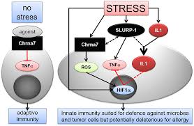 (the cleanroom has dedicated nitrogen and argon supply lines available equivalent to zero grade). Frontiers New Pathways For The Skin S Stress Response The Cholinergic Neuropeptide Slurp 1 Can Activate Mast Cells And Alter Cytokine Production In Mice Immunology