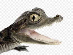 Image result for alligato