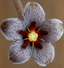 Image result for Coleus welwitschii