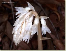 Image result for Epipogium roseum