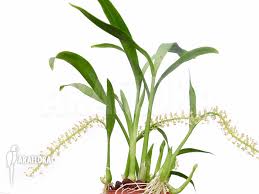 Image result for Liparis