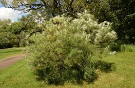 Image result for Erlangea remifolia
