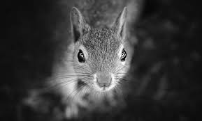 Black And White Squirrel Like Animal Squirrel Portrait By Erkankalenderli Squirrel Portrait Animals