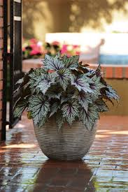 10 Plants That Will Thrive In The Shade Potted Plants Patio Potted Plants Outdoor Shade Garden Plants