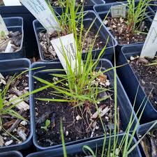 Image result for Eragrostis inamoena
