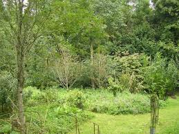 Creer Une Foret Comestible En Permaculture Blog Jardin Alsagarden Le Magazine Des Jardiniers Curieux Jardin Foret Permaculture Jardin Permaculture