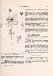 Image result for Lecanthus