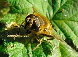 Check spelling or type a new query. Flies That Look Like Bees Adventures In Natural Beekeeping