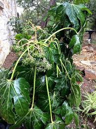 Translated from the japanese, the name of this beautiful japanese aralia (fatsia japonica) means gathering clouds brocade. its gorgeous, deeply dissected leaves emerge golden green with a mottling of dark green along some of the edges then mature to yellow green. Japanese Aralia Archives Diana S Designs Austin