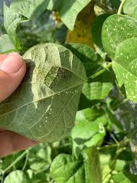 Image result for spider mites on cucumbers