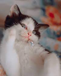 littlemeiはinstagramを利用しています 有人想摸肚肚嗎 猫写真 キジトラ meme 搞笑 梗圖 梗圖系列 梗 貓咪 貓貓 貓 貓 星人 貓奴