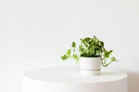 N Joy Pothos Scandinavian In 2020 Plants Small Potted Plants Easy Plants