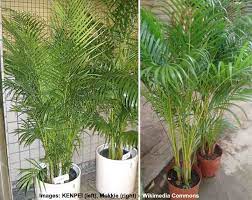 Areca Palm Care Complete Guide To Growing Areca Palm Tree Indoors