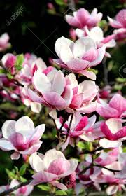 Check spelling or type a new query. Beautiful Trees In Bloom With Beautiful Big Flowers Stock Photo Picture And Royalty Free Image Image 19317856
