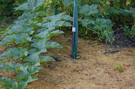 Grass clippings can also be made into a 100% organic liquid fertilizer. Pin On Back To Eden Garden