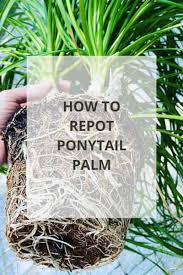Root and stem rot excessive or constant moisture around the ponytail palm roots kills small roots, leaving the plant unable to take up sufficient nutrients and water, reports the university of. How To Repot Ponytail Palm 3 Critical Steps With Photos