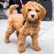 See more of goldendoodle puppies for adoption on facebook. Mini Goldendoodle Indiana Mini Goldendoodle