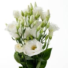Check out a few of our best seller green foliage options below to use in your next. Eustoma Lisianthus Cessna White Improved Photo Evanthia Jpg 3744 3744 Lisianthus Flowers Bulk Roses Bulk Flowers Online