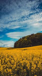 Check spelling or type a new query. Free Aesthetic Flower Fields Wallpaper Download Wallpapers 2021