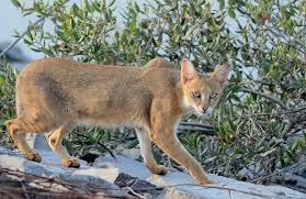 Rare And Enticing Wildcats Of North East India