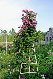 Most roses like full sun but some will do fine in mostly sun. Pruning And Tying My Climbing Roses The Martha Stewart Blog