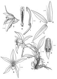 Malaysia is all known to us today as one of the most prime developing countries among all asian countries around the world. Coelogyne Magnifica Orchidaceae A New Species From Northern Myanmar
