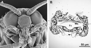 Image result for what do Mallophaga look like in dog fur