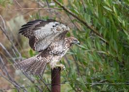 Click an image to open a larger version. Immature Red Tailed Hawk With A Rodent Feathered Photography