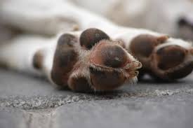 Vermelhidão e irritações na pele; A Pata Do Cachorro Esta Inchada O Que Pode Ser O Que Fazer