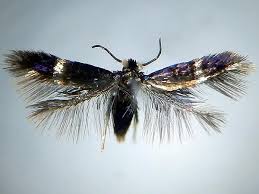 Image result for Stigmella freyella