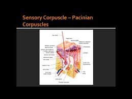 That is, the hairless skin found on the palms and fingers, the soles of the feet, and the lips of humans and other primates. Free Nerve Endings Merkel S Discs Meissner S Pacinian Corpuscles Youtube