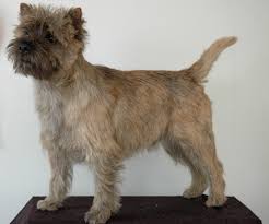 Norwich terrier specific health issues addressed. Cairn Terrier Wikipedia