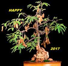 If you care well, your bonsai remains. Tamarindus Indica Bonsai Bci
