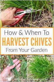 Check spelling or type a new query. How To Harvest Chives When To Pick Them In 2021 Chives Plant Growing Herbs At Home Herbal Plants