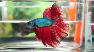 Betta fish are an excellent option for a home or office aquarium. Live Betta Fish Male Blue Turquoise Red Ruby Halfmoon Youtube