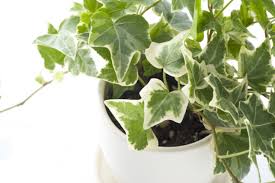 アイビーの葉に茶色い斑点ができる原因や対策法について 植物navi