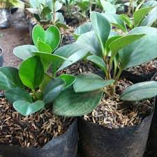Bunga ini dikenal juga bunga ini merupakan tanaman hias yang sangat populer. Jual Tanaman Hias Teplan Hijau Tanaman Hias Jade Plant Tanaman Hias Hidup Yf Shopee Indonesia