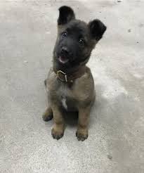 Ich würde mich sehr über einen eintrag von vielen dank für diesen tollen welpen, den sie mit so viel liebe und engagement großgezogen haben. Ist Das Ein Belgien Malinois Wie Alt Wochen Kan Dieser Welbe Sein Hund Hunderasse