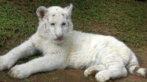 Un tigre blanc du Bengale est né sans rayure en Afrique