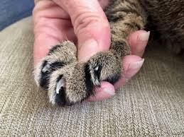 About 0% of these are herbal extract, 0% are equipments of traditional chinese medicine, and 0% are herbal supplement. Trimming Cats Claws A Step By Step Guide Insider