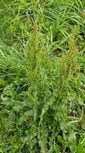 Image result for Rumex crispus