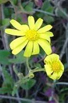 Image result for Dielsiothamnus divaricatus