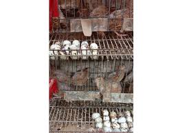 Ini adalah harga jual bibit burung puyuh petelur di kandang kami. Ternak Puyuh Rumahan Depok Inspirasi Bisnis Kala Pandemi